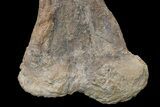 Fossil Ankylosaur Tibia on Metal Stand - Montana #176370-5